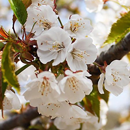 Aroma De Primavera En Casas Rurales Acebuche Casas del Monte 외부 사진