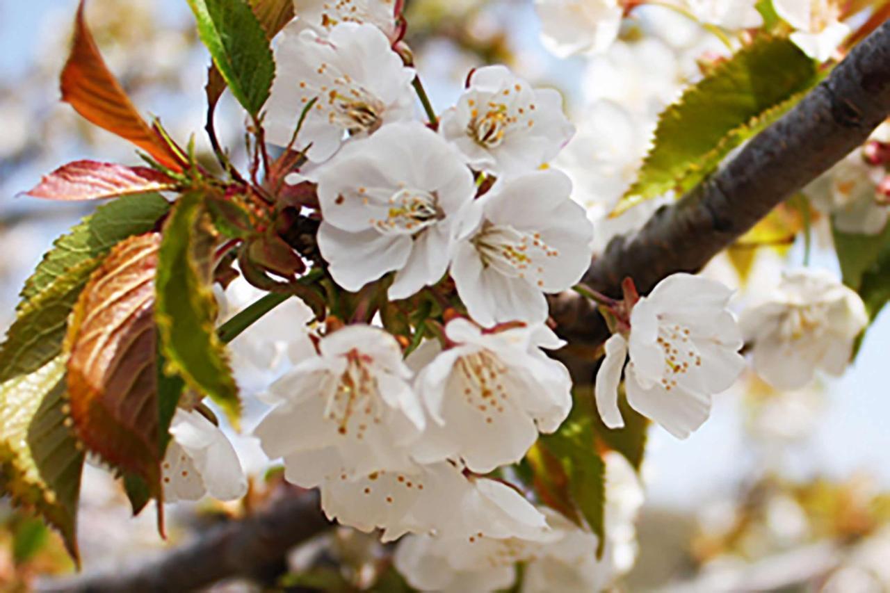 Aroma De Primavera En Casas Rurales Acebuche Casas del Monte 외부 사진
